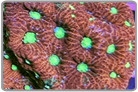 Red War Coral
